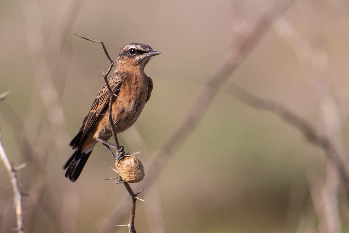 Heuglin's Wheatear - ML464841651