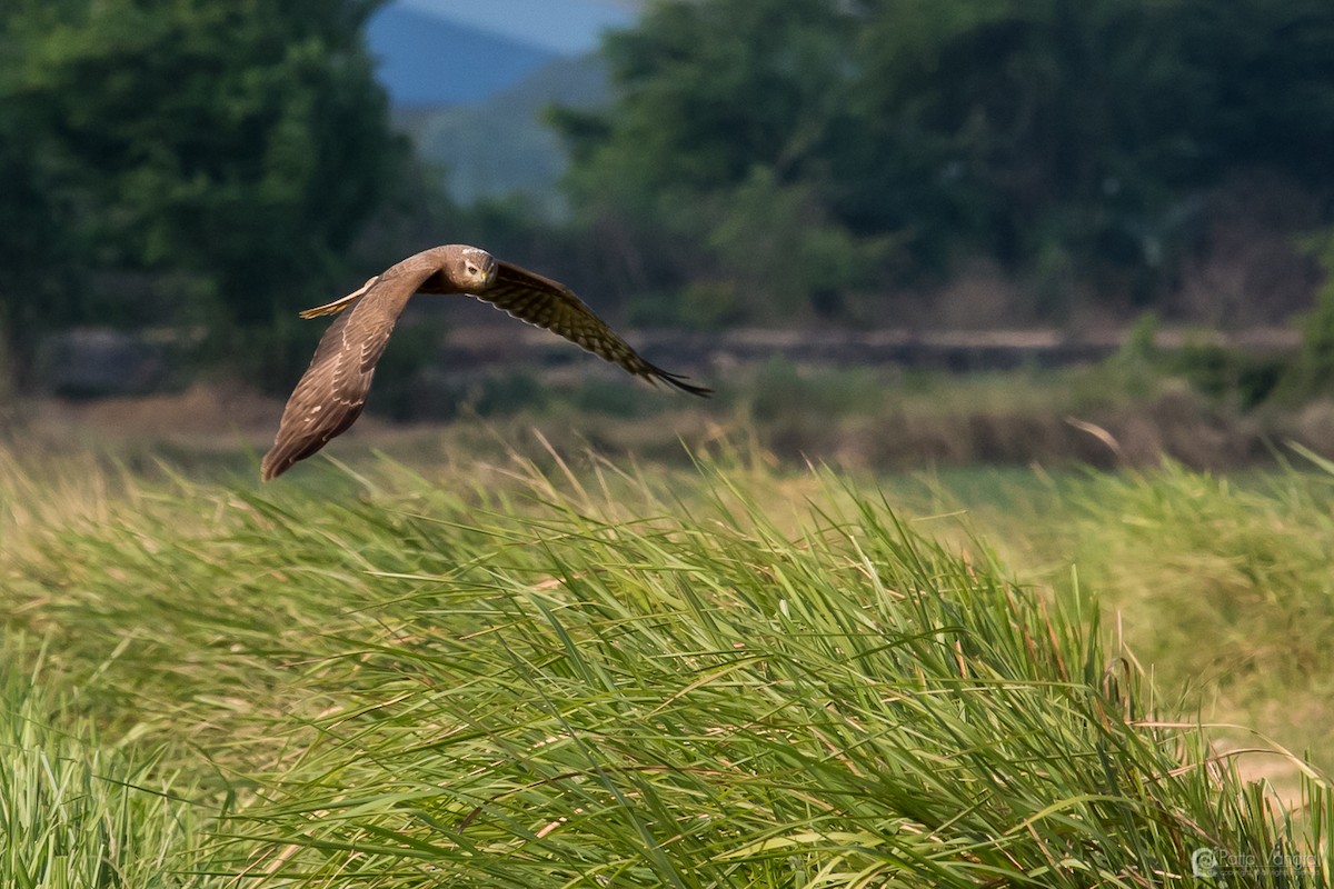 Pied Harrier - ML46484261