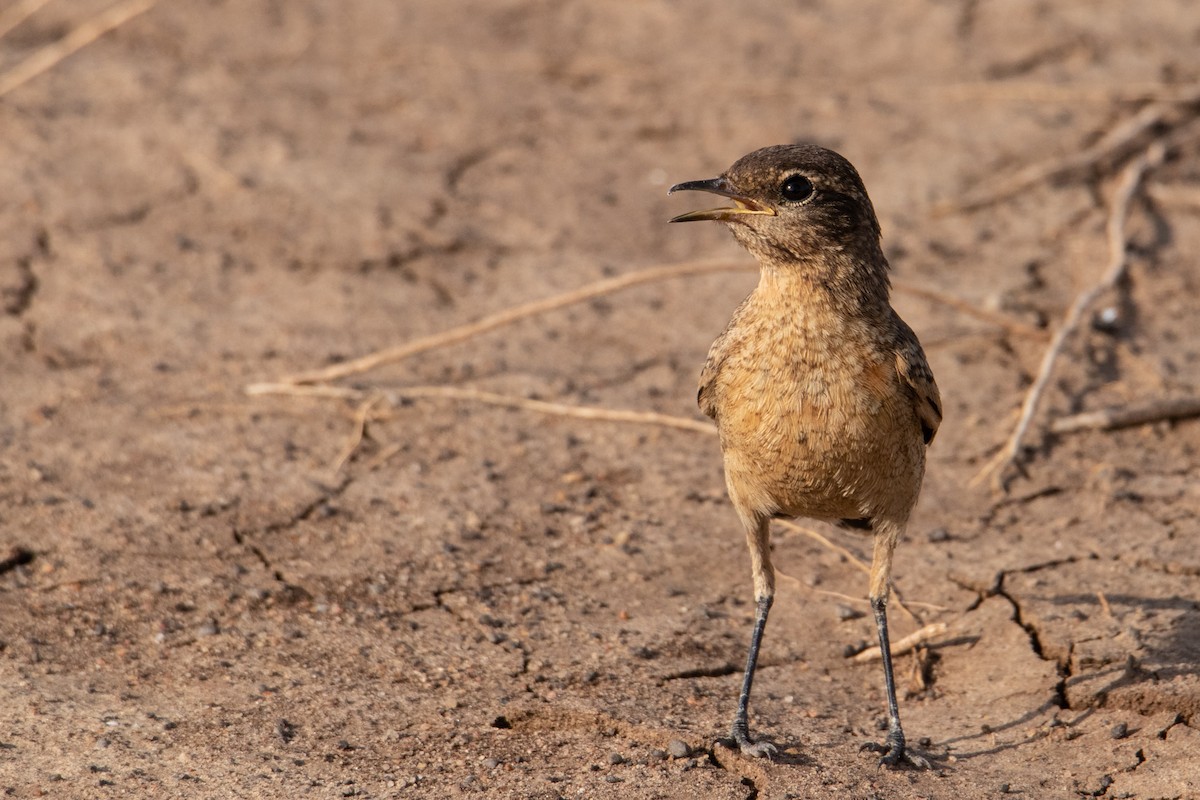 Heuglin's Wheatear - ML464842811