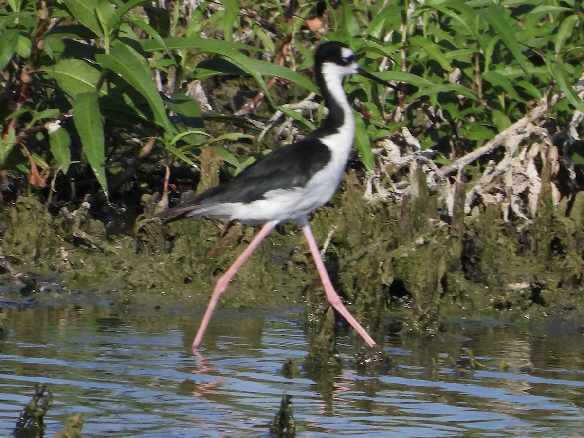 Black-necked Stilt - ML464842891