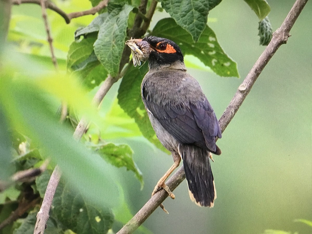 Bank Myna - ML464843991