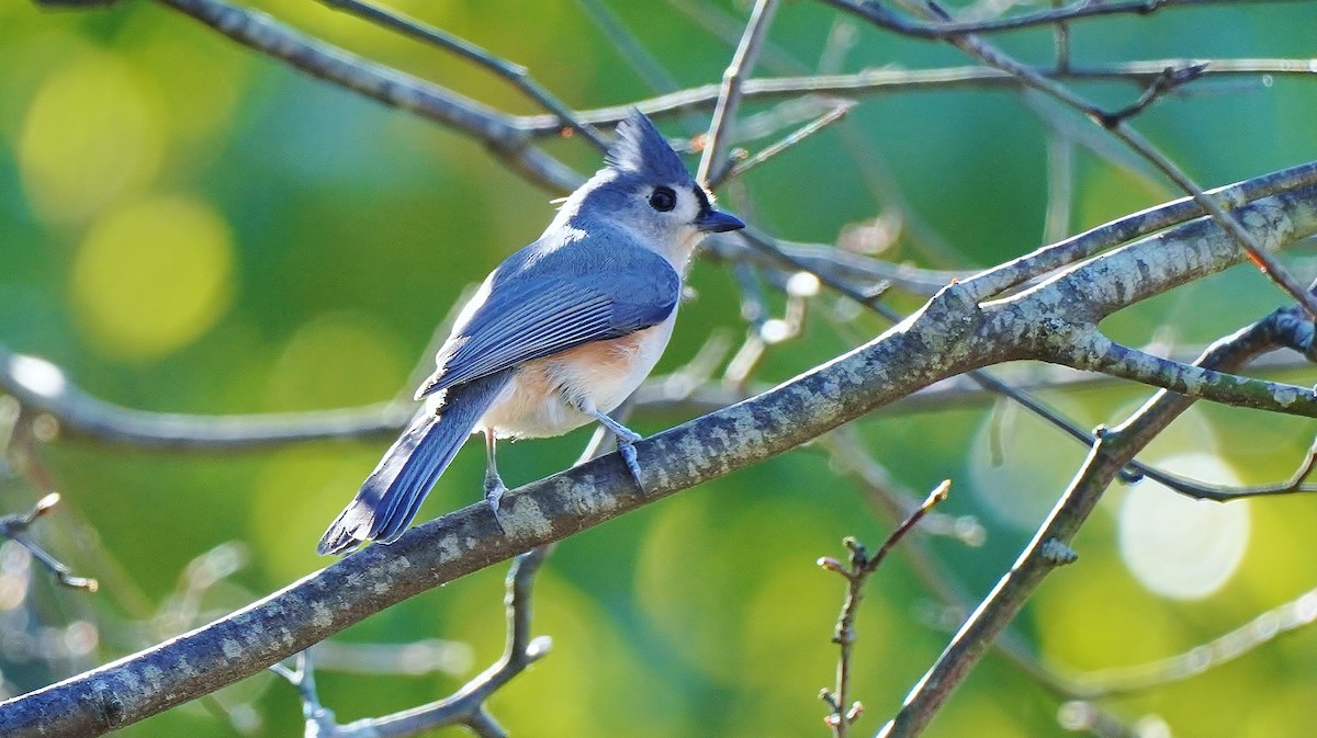 Tufted Titmouse - ML464844191