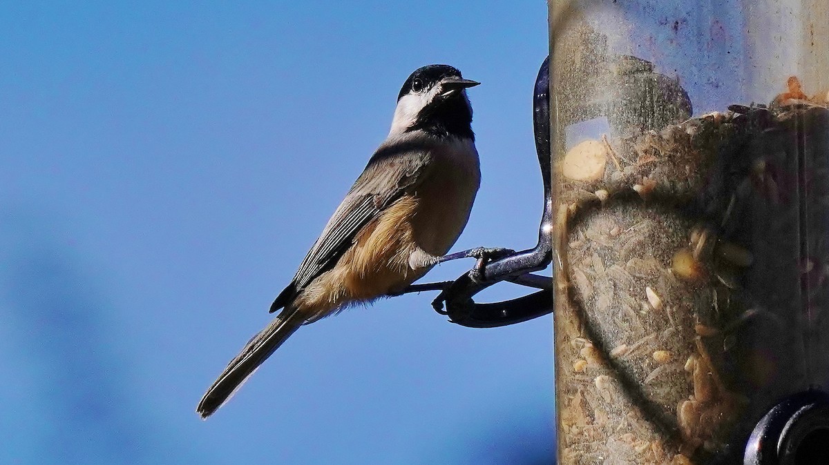 Carolina Chickadee - ML464844251