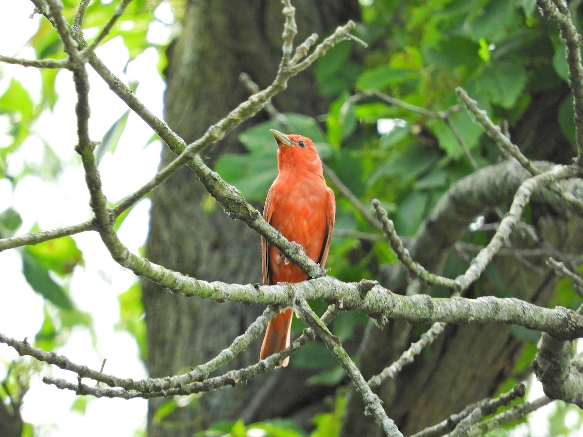 Summer Tanager - ML464844431