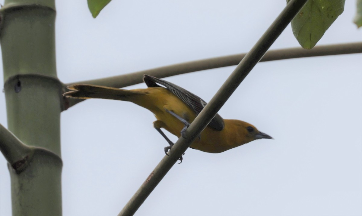 Hooded Oriole (igneus) - ML464844581