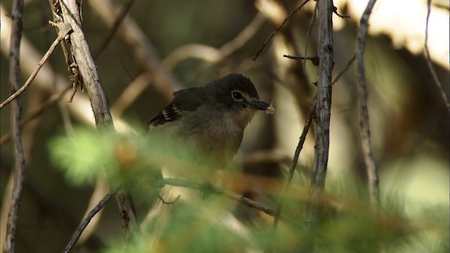 Vireo de Cassin (cassinii) - ML464846