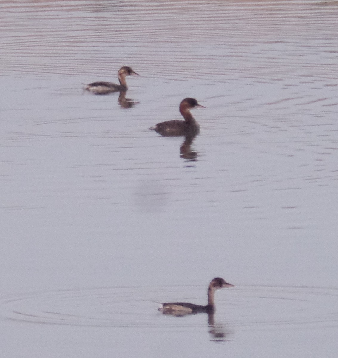 Little Grebe - ahmad mohammadi ravesh