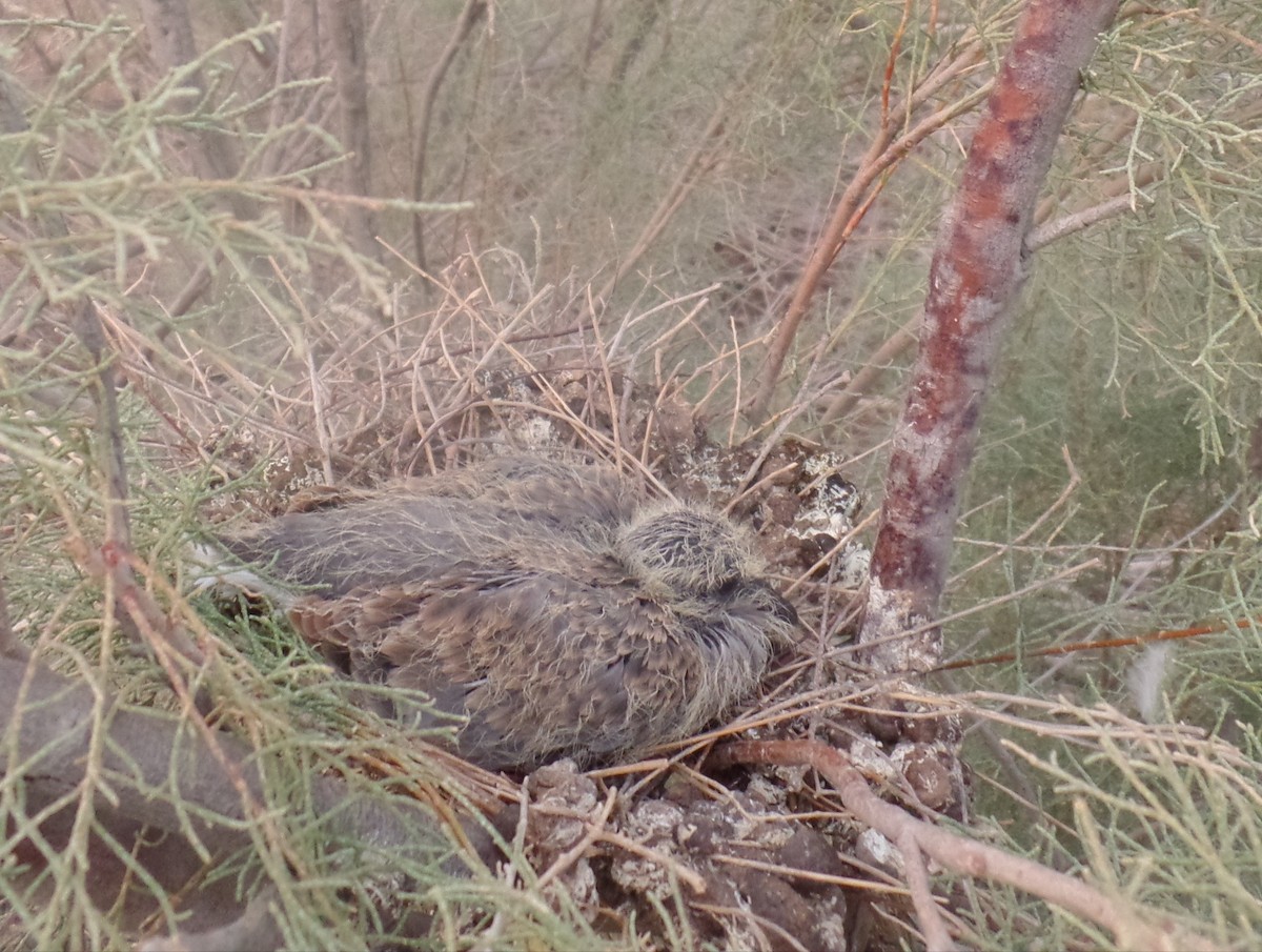 European Turtle-Dove - ML464847021