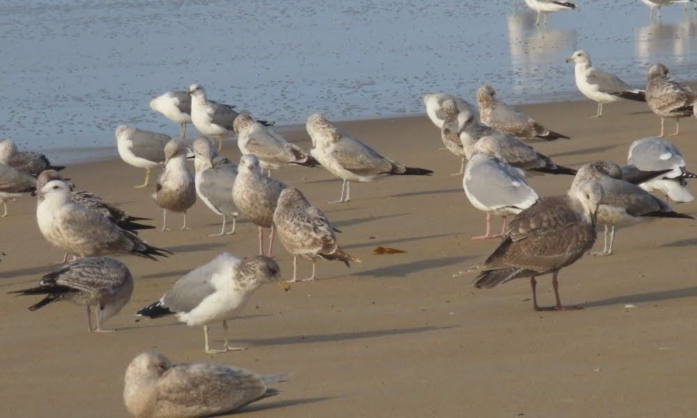 Larus sp. - ML464847631