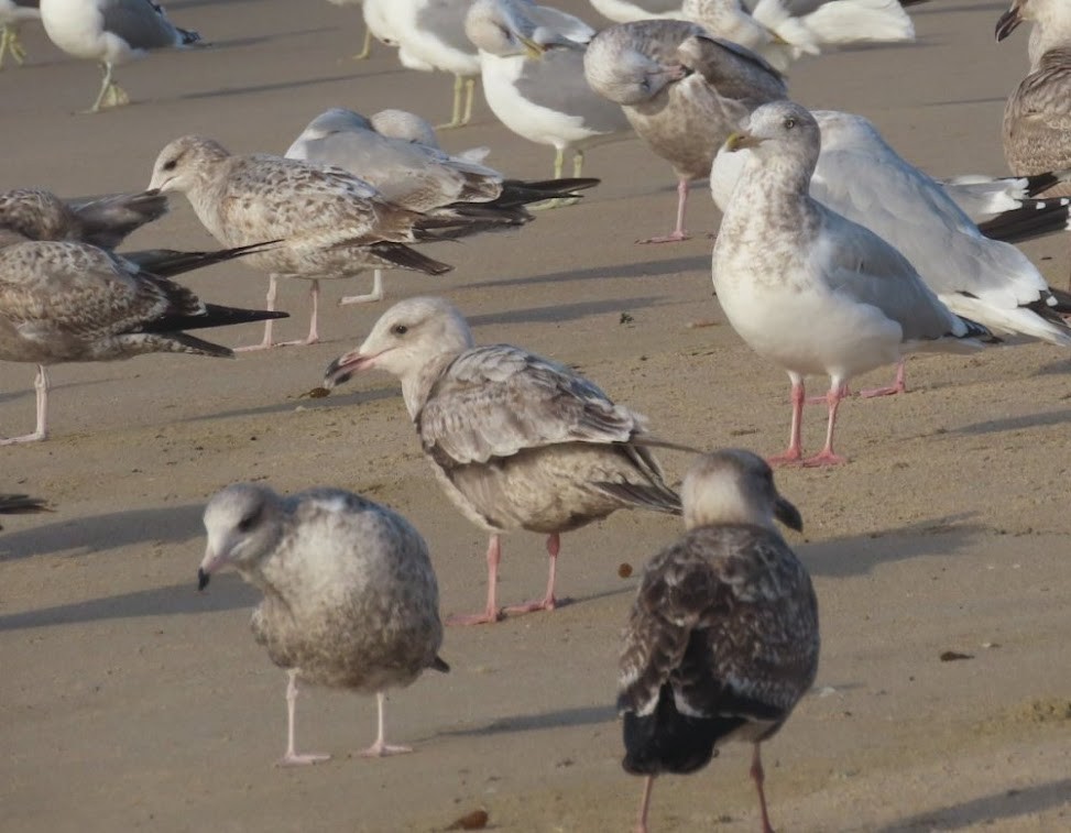 tanımsız Larus sp. - ML464847641