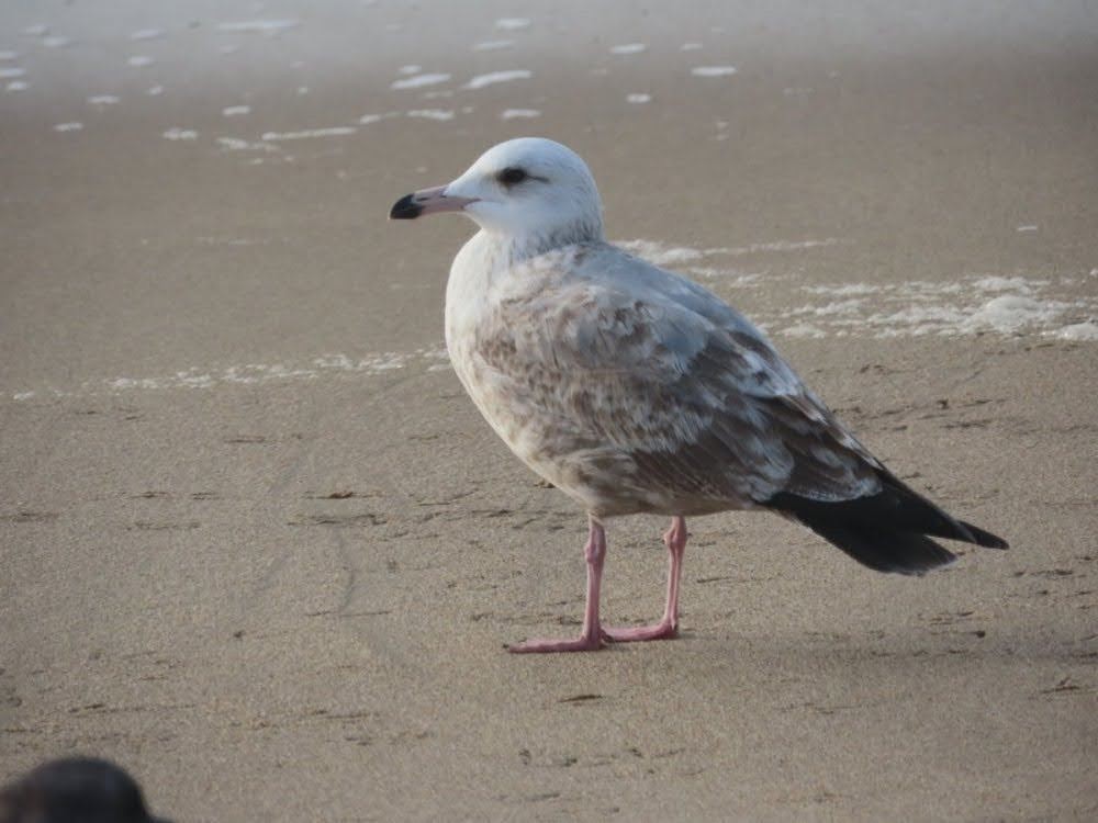 Gaviota (Larus) sp. - ML464847811