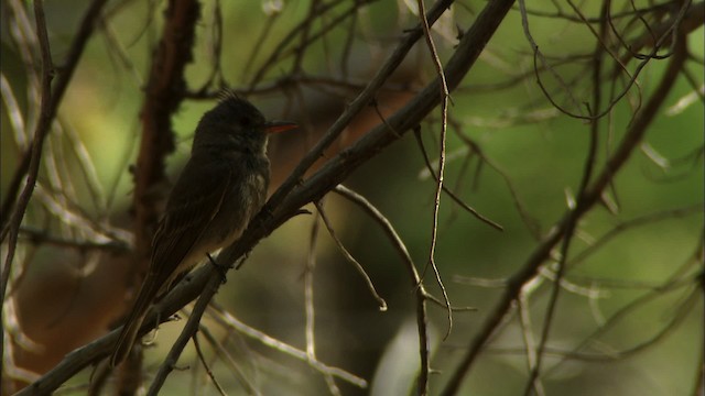 Moucherolle de Coues (pertinax) - ML464848