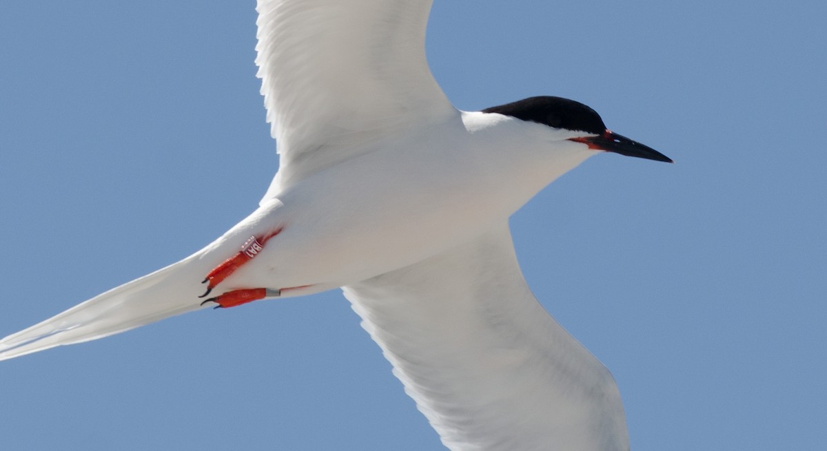 Roseate Tern - ML464848341