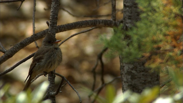 Mexikoschnäppertyrann (pertinax) - ML464849