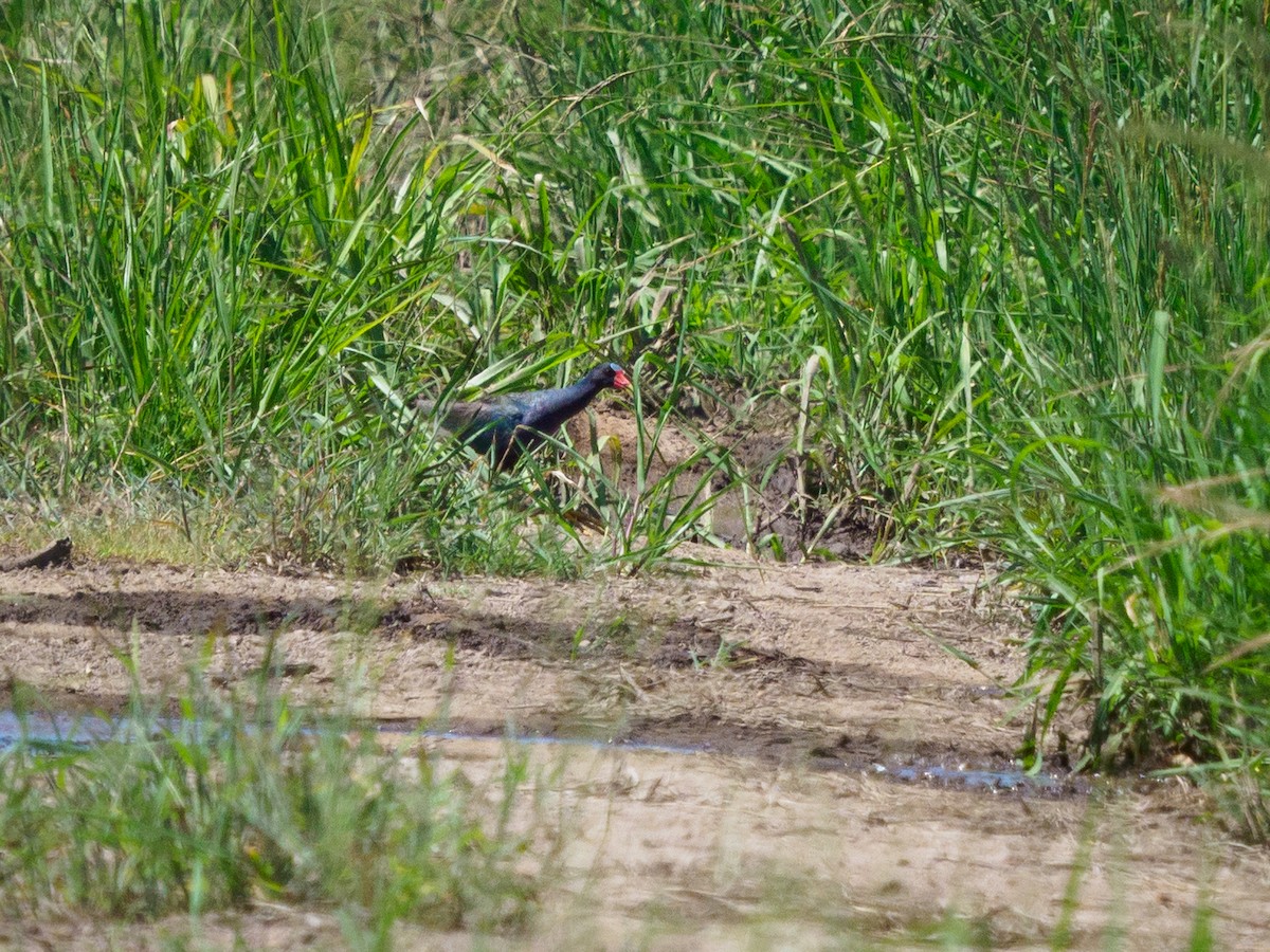 Purple Gallinule - ML464849181