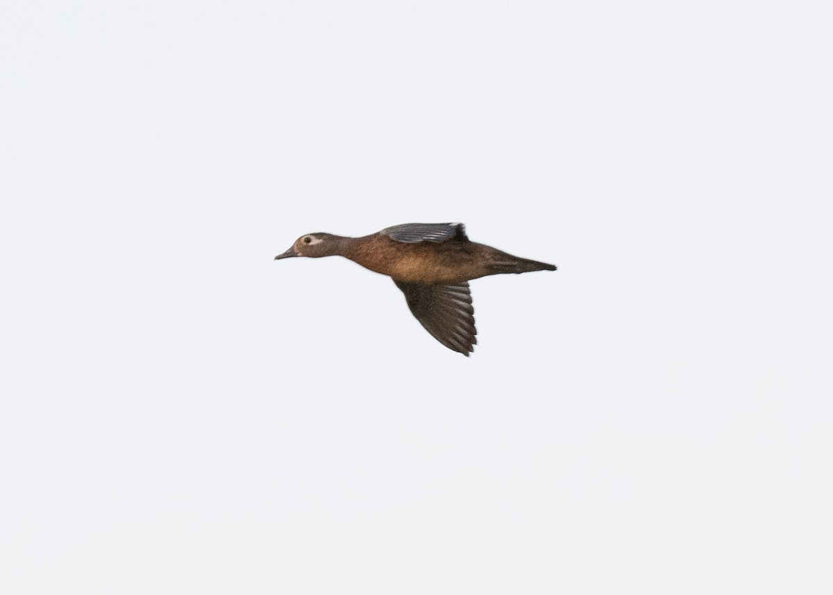 Wood Duck - ML464849261