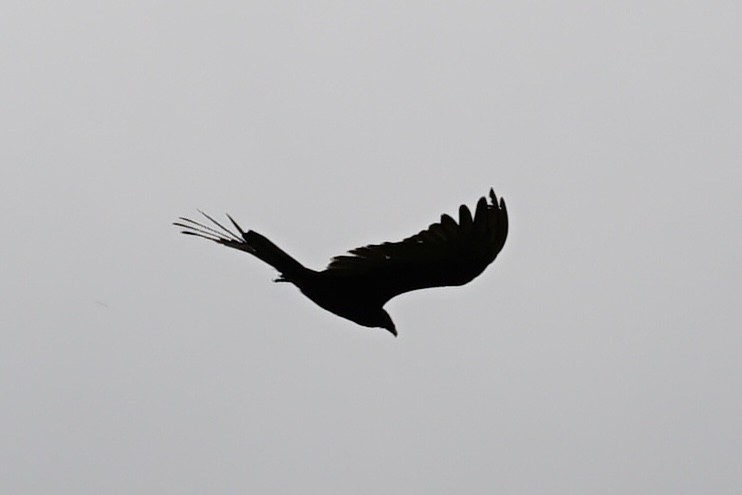 Turkey Vulture - ML464850161