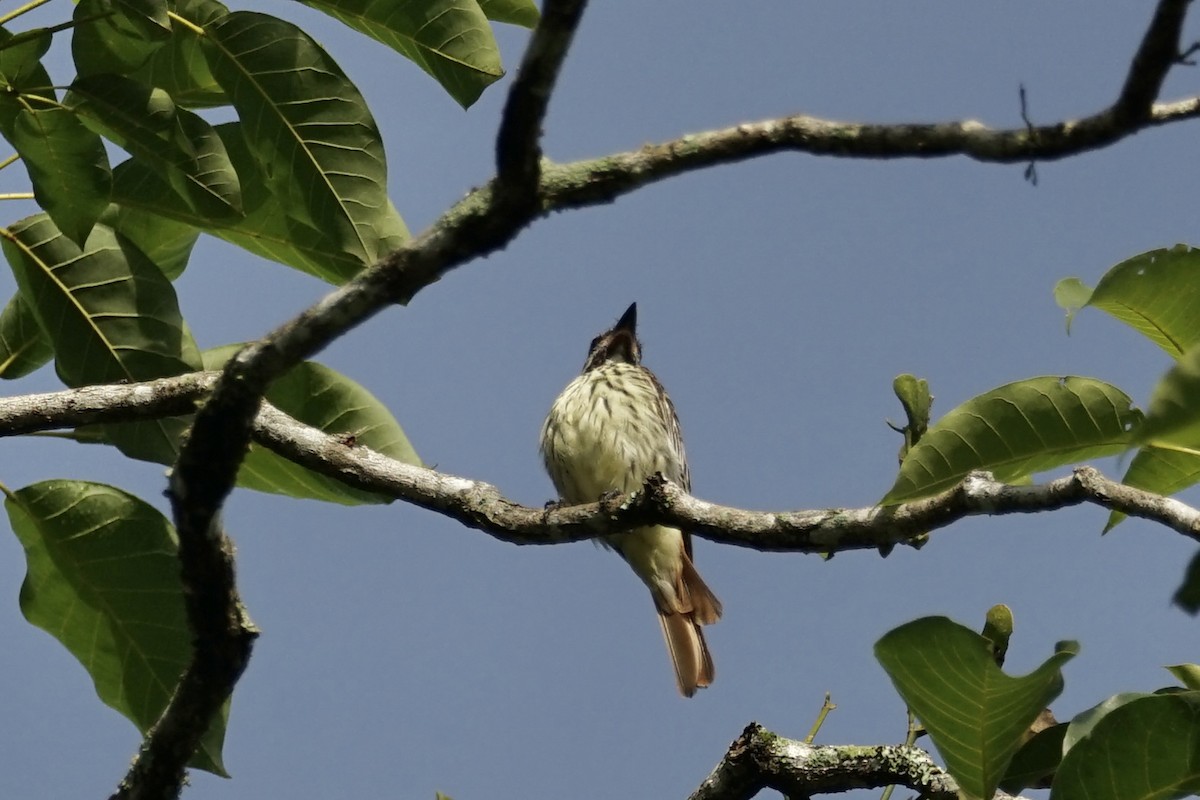 Sulphur-bellied Flycatcher - ML464850941