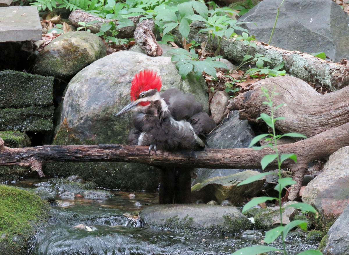 Pileated Woodpecker - Anne Moretti