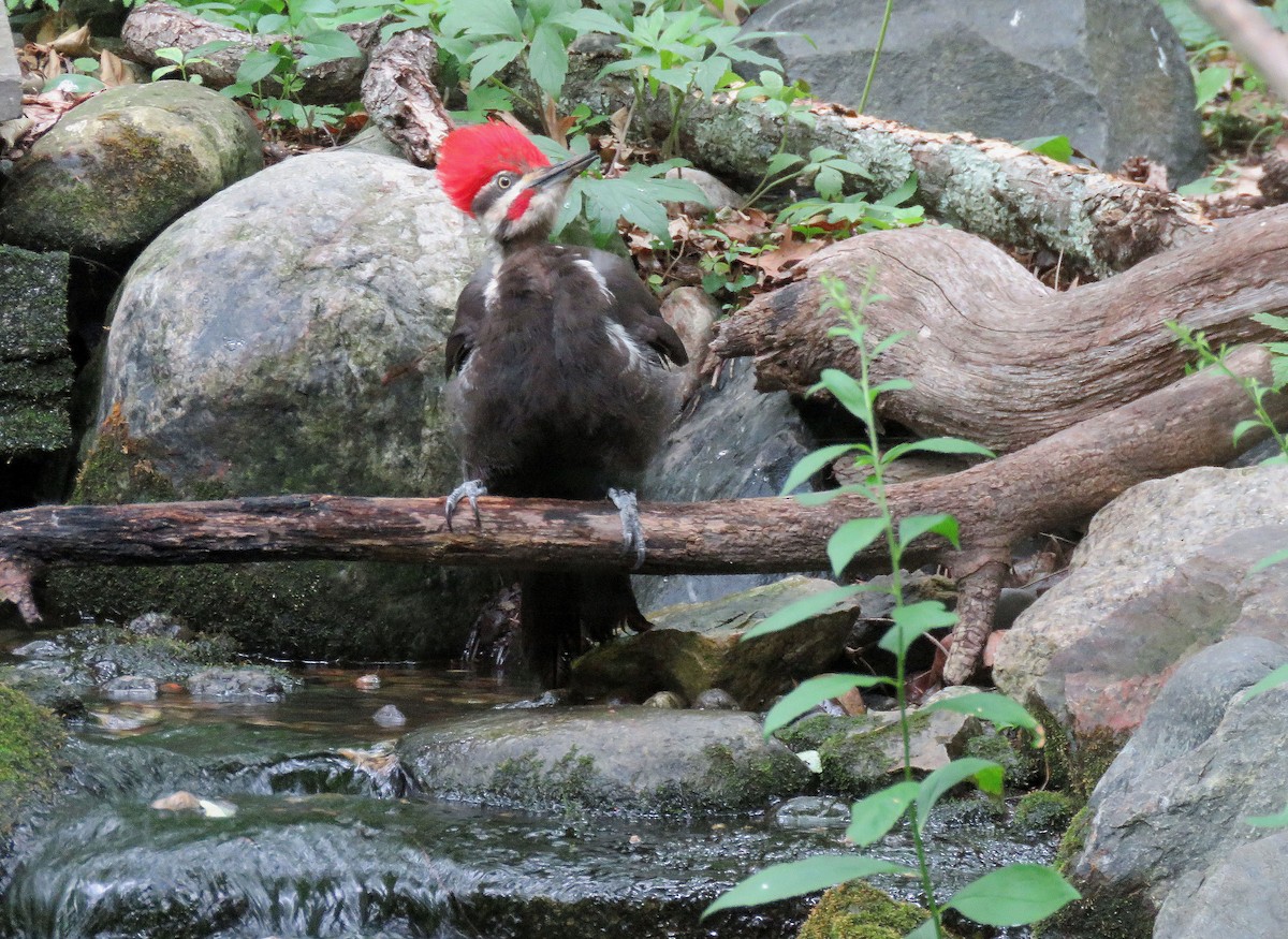 Pileated Woodpecker - Anne Moretti