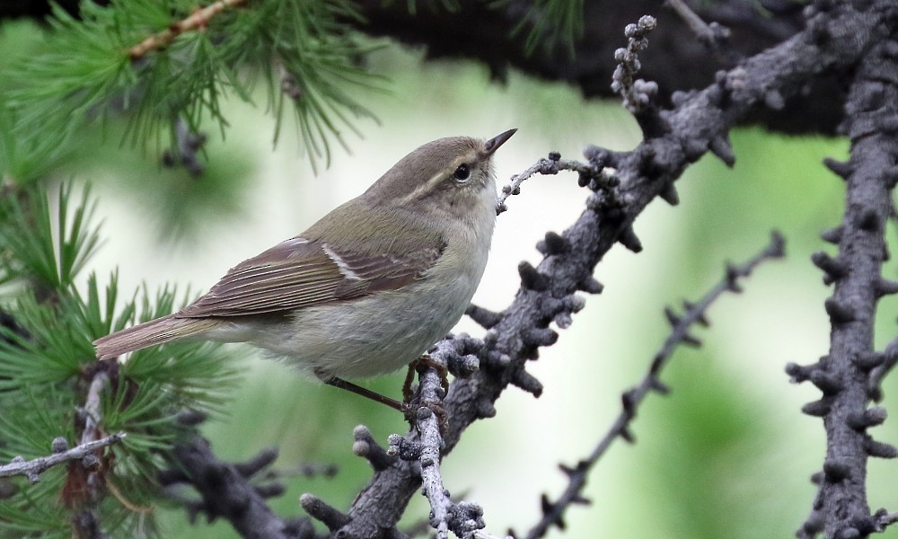 Hume's Warbler - Pavel Parkhaev