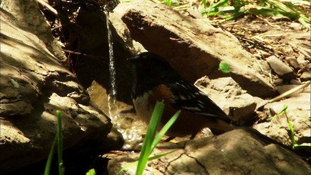 Spotted Towhee - ML464855