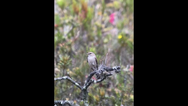 Spot-billed Ground-Tyrant - ML464855421