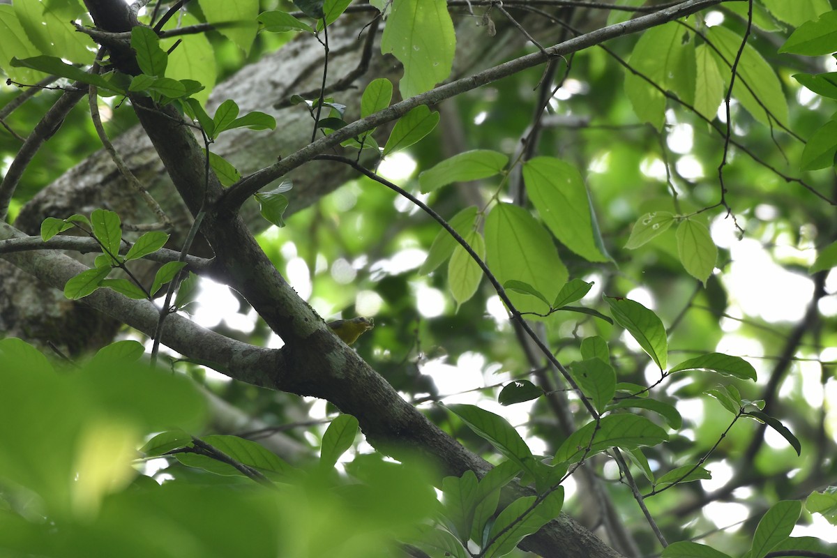 Golden-crowned Warbler - ML464855801