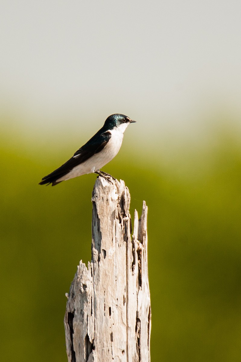 Golondrina de Manglar - ML46485591