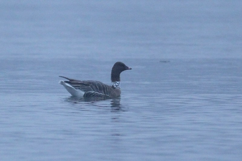 Pink-footed Goose - ML46485731