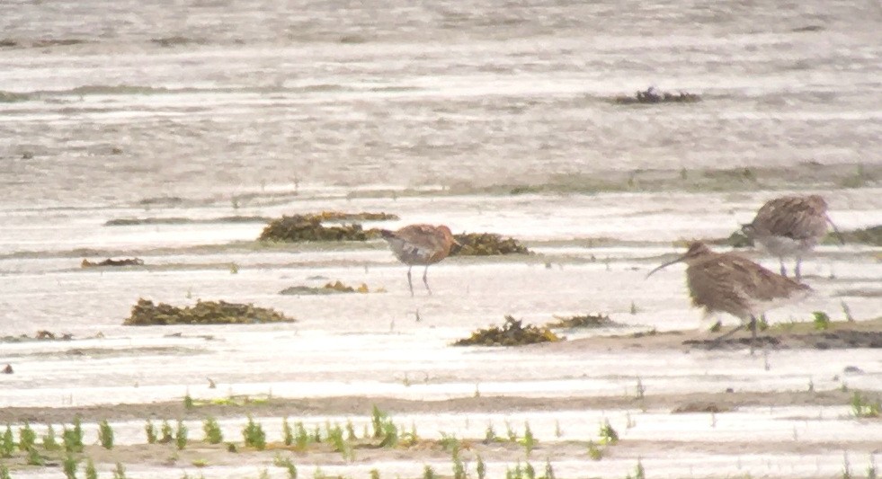 Black-tailed Godwit - ML464857451