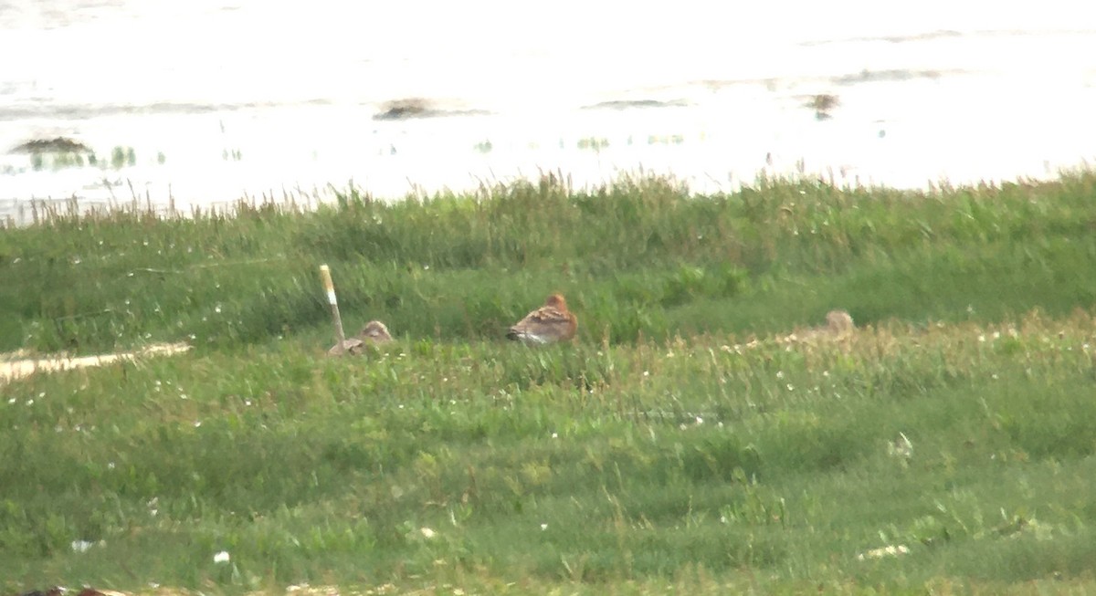 Black-tailed Godwit - ML464857521