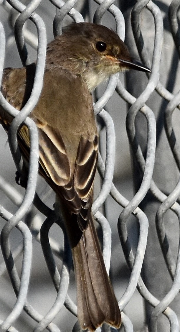 Eastern Phoebe - ML464857901