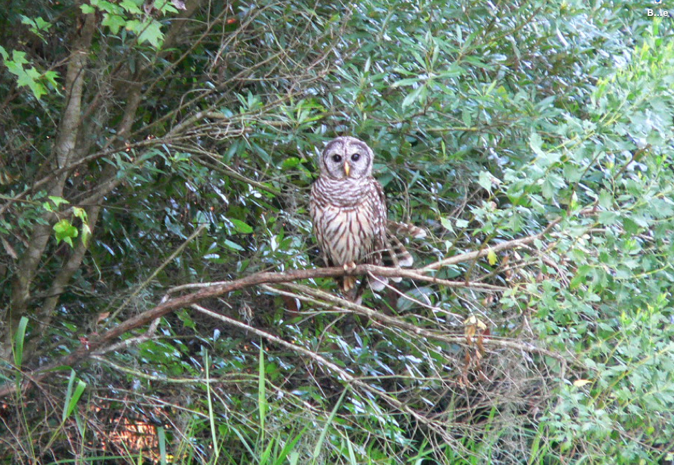 Barred Owl - ML464858841