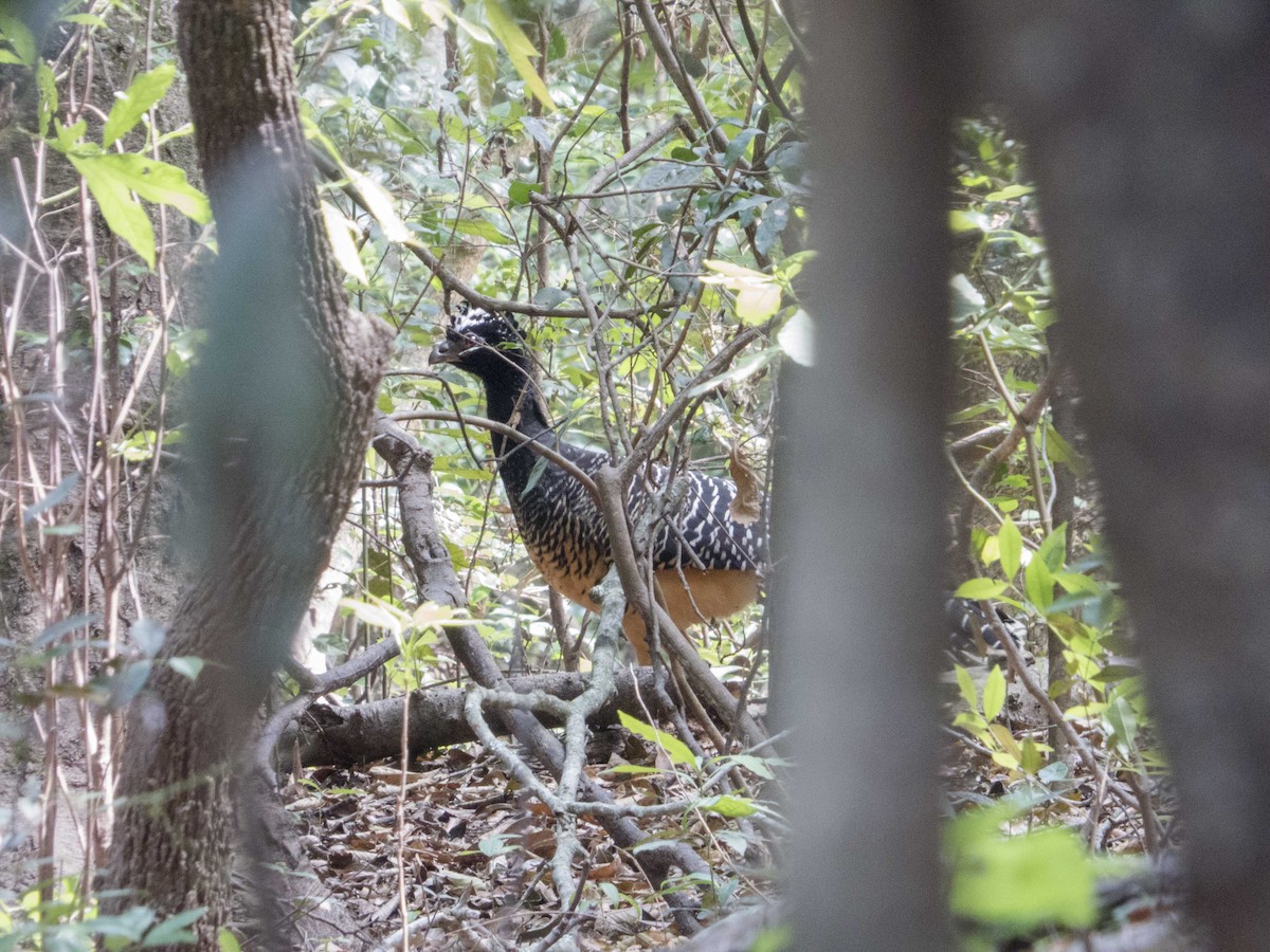 Bare-faced Curassow - ML464859241