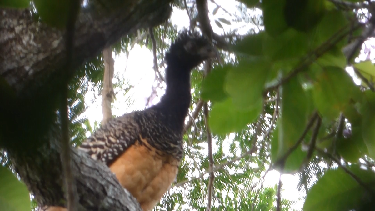 Bare-faced Curassow - Leandro Bareiro Guiñazú