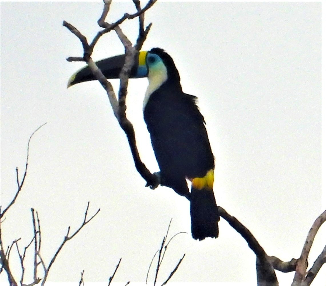 White-throated Toucan - ML464861271