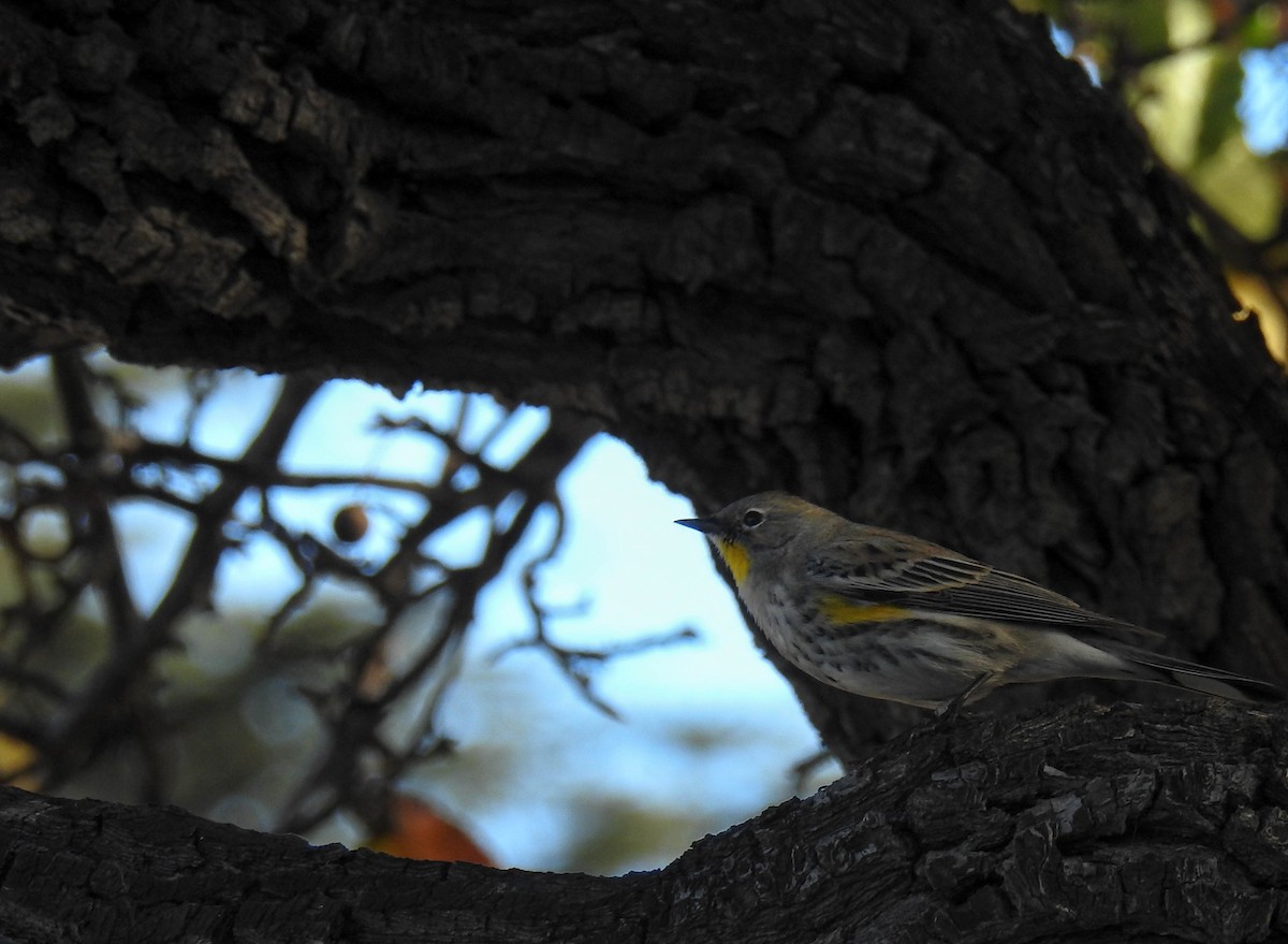 Yellow-rumped Warbler - ML46486141