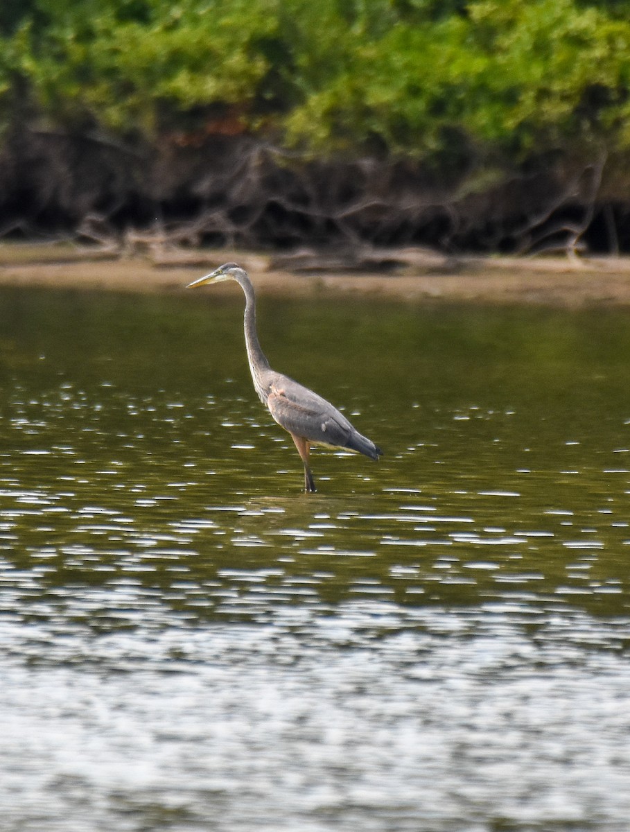 Great Blue Heron - ML464862221