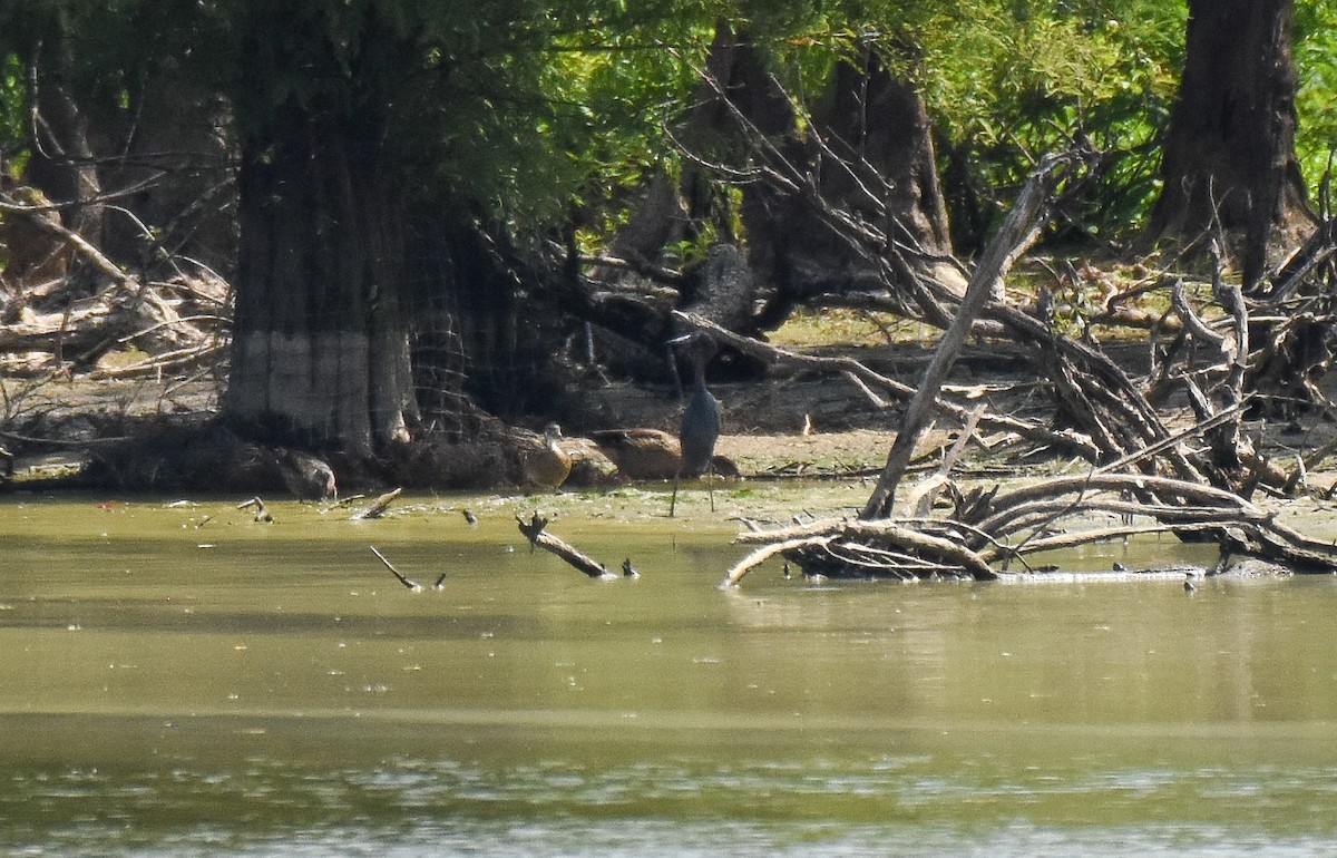 Little Blue Heron - ML464862401