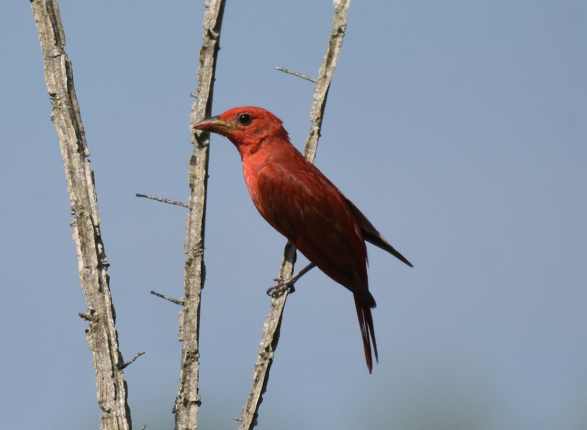 Summer Tanager - ML464862541