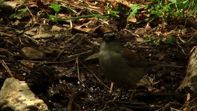 guløyejunko (phaeonotus/palliatus) - ML464863