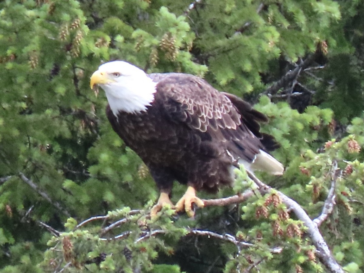 Weißkopf-Seeadler - ML464863321