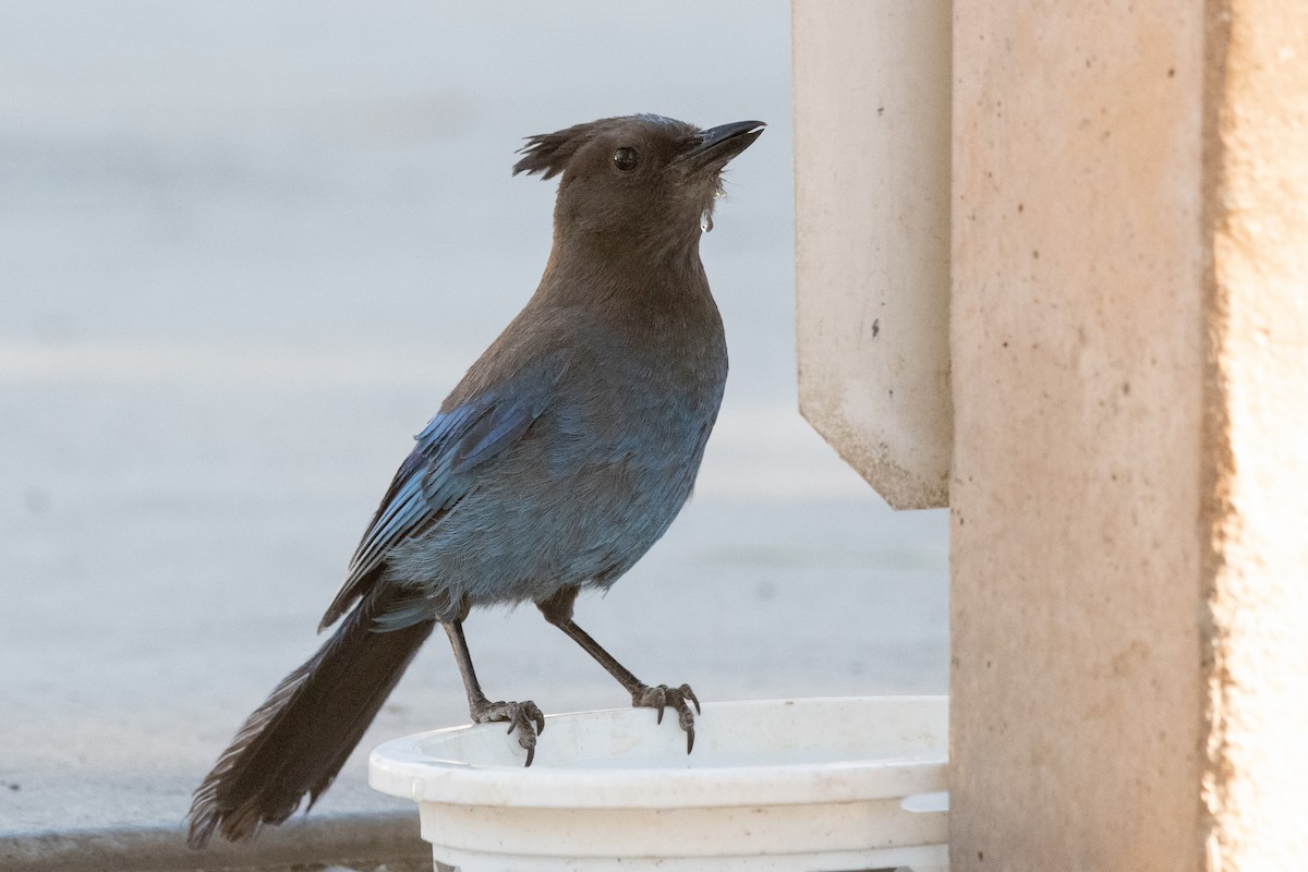 Steller's Jay - ML464864451