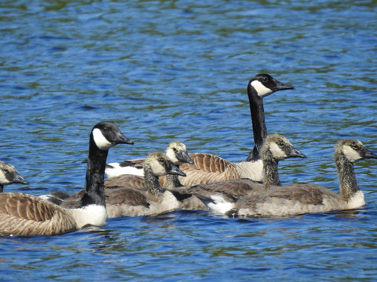 Canada Goose - Glenn Hodgkins