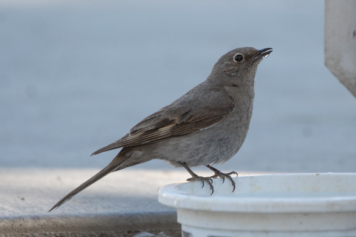 Townsend's Solitaire - ML464864481