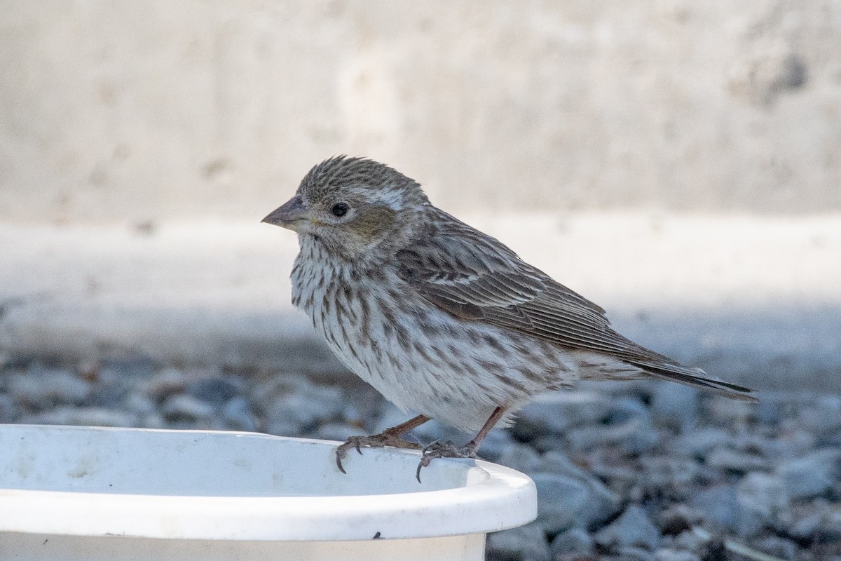 Cassin's Finch - ML464864511