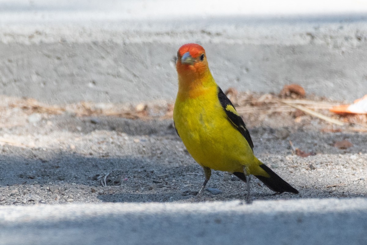 Western Tanager - ML464864771