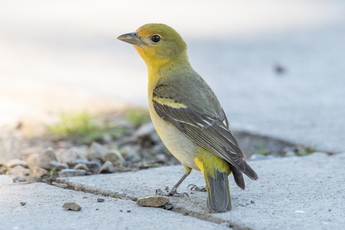 Western Tanager - ML464864841