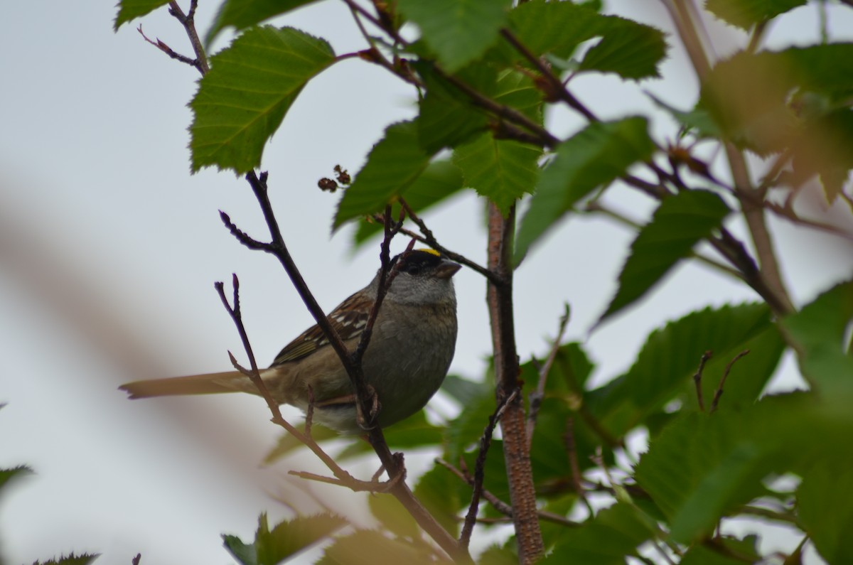 Golden-crowned Sparrow - ML464866851